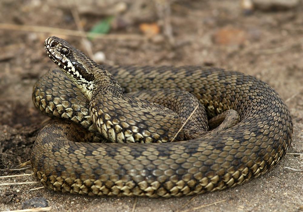Фото змеи донецкой области