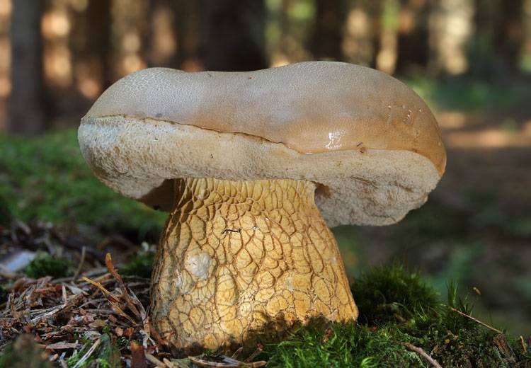 Желчный гриб: Как отличить от белого гриба