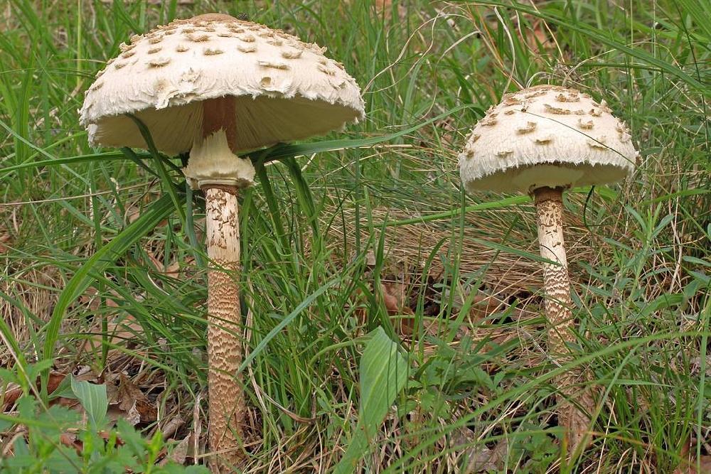 Описание гриба Пестрый зонтик
