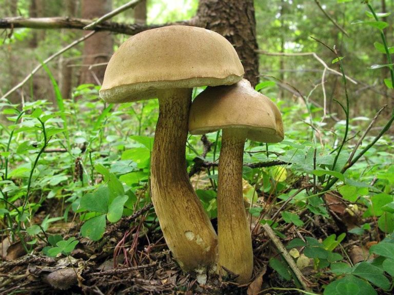 Виды белых грибов фото и описание
