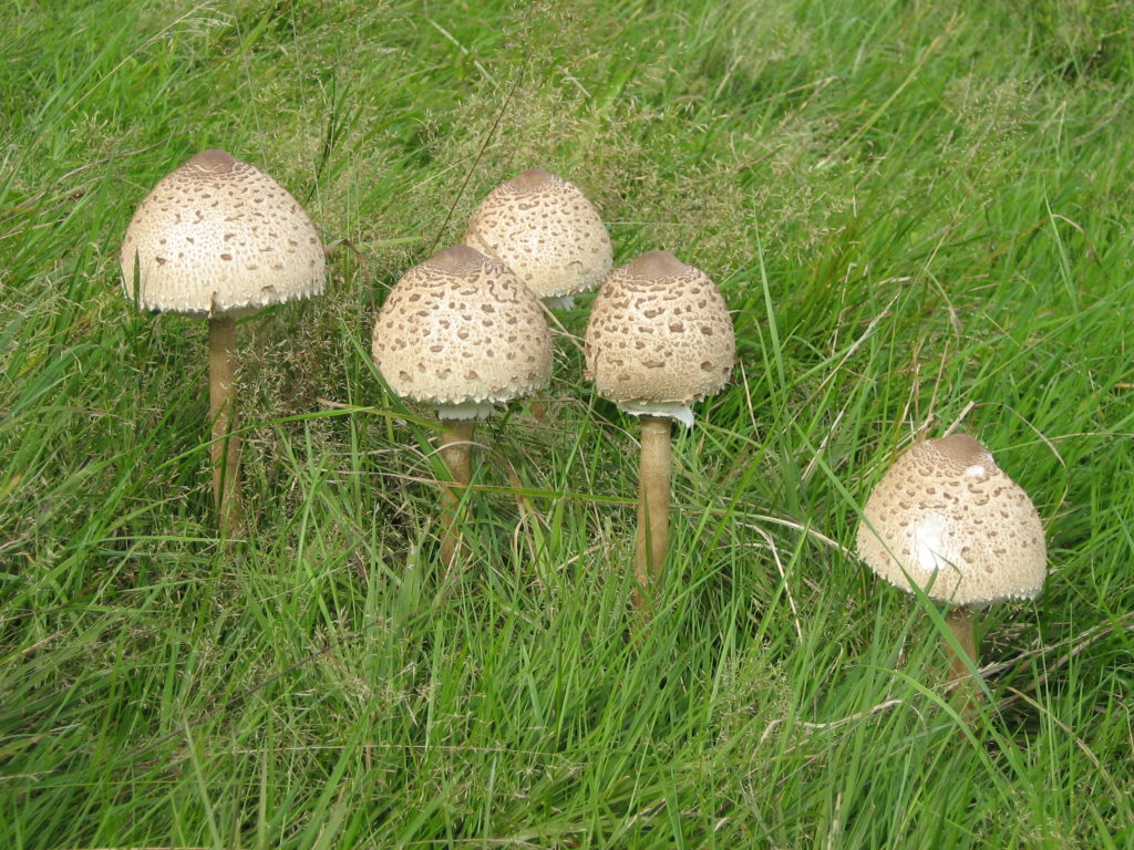 Описание гриба Пестрый зонтик