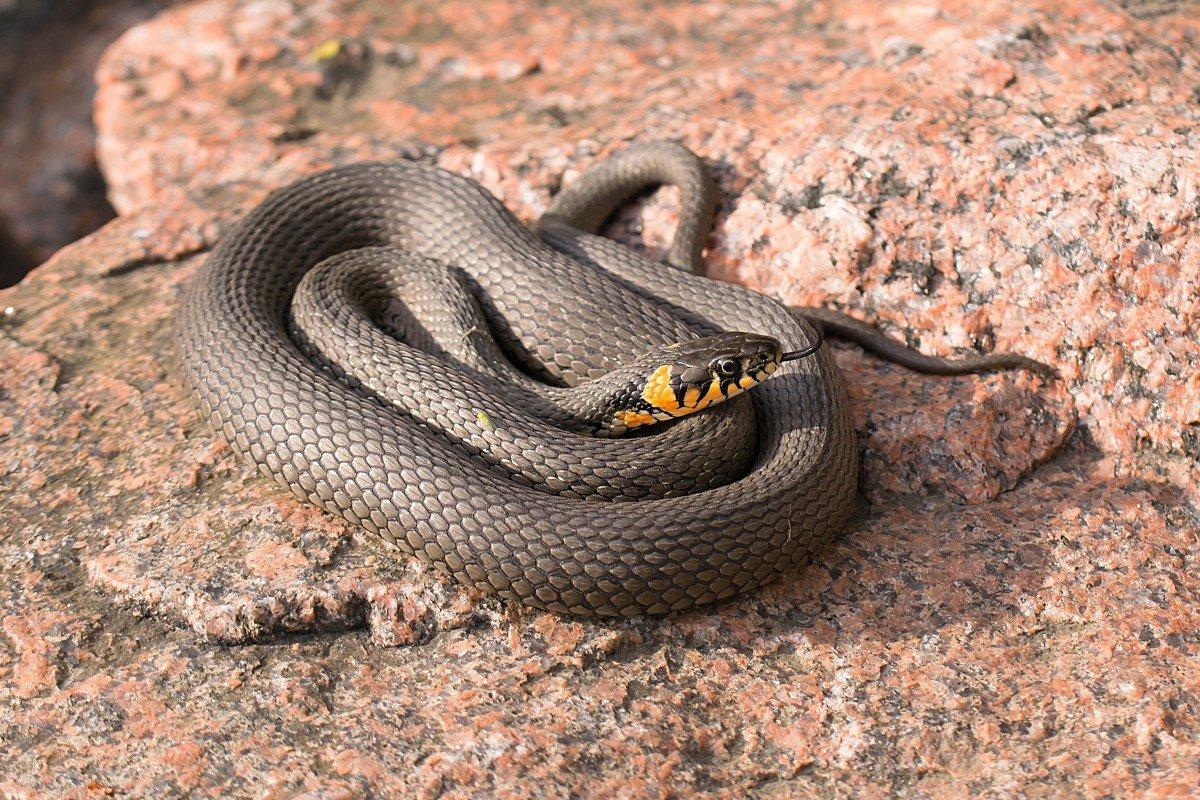 Змеи калужской области какие водятся фото и названия
