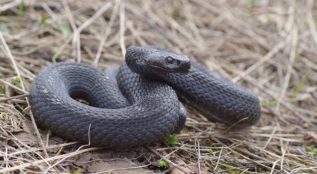 Какие змеи водятся в ульяновской области фото и названия