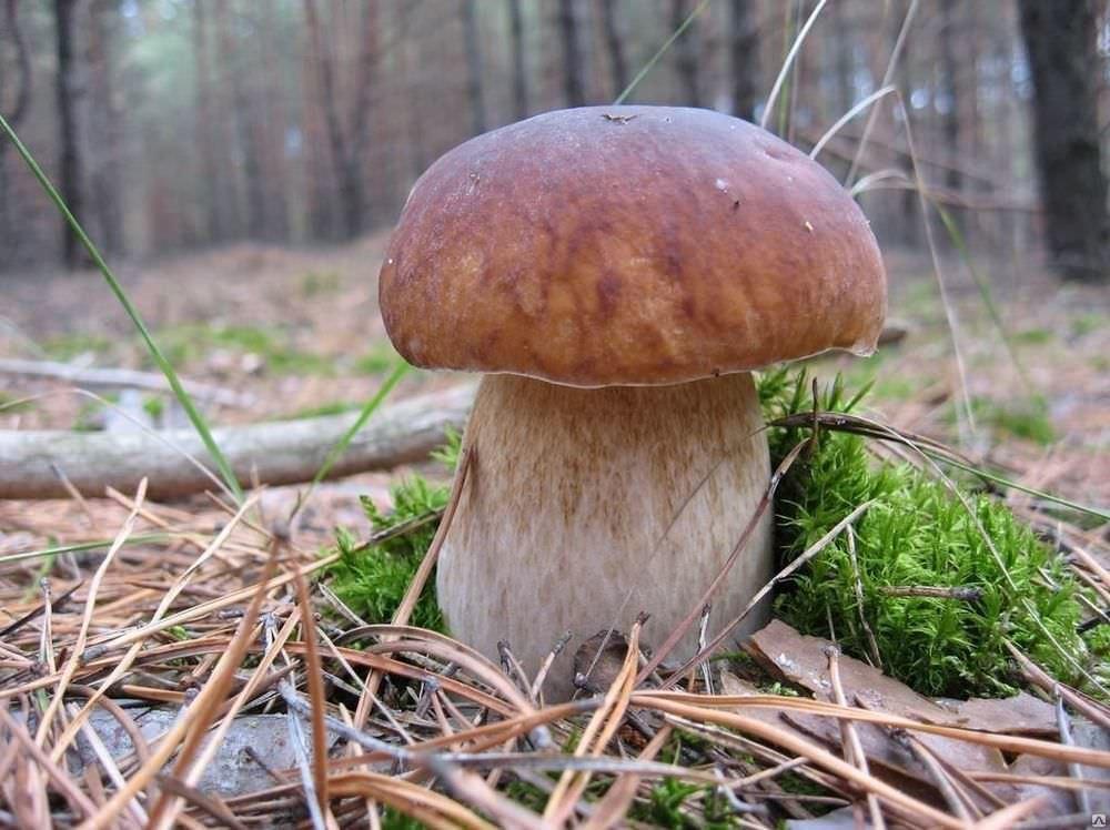 Желчный гриб: Как отличить от белого гриба