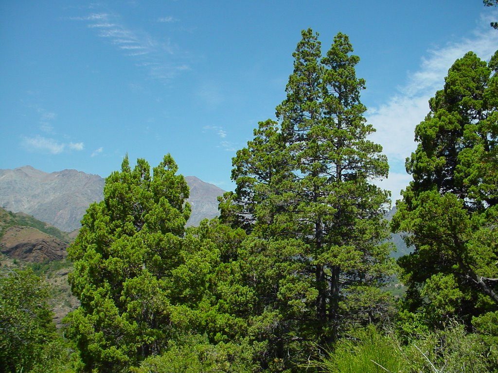 Южные хвойные. Austrocedrus Chilensis. Австроцедрус чилийский. Южное хвойное дерево. Вечнозеленые деревья.