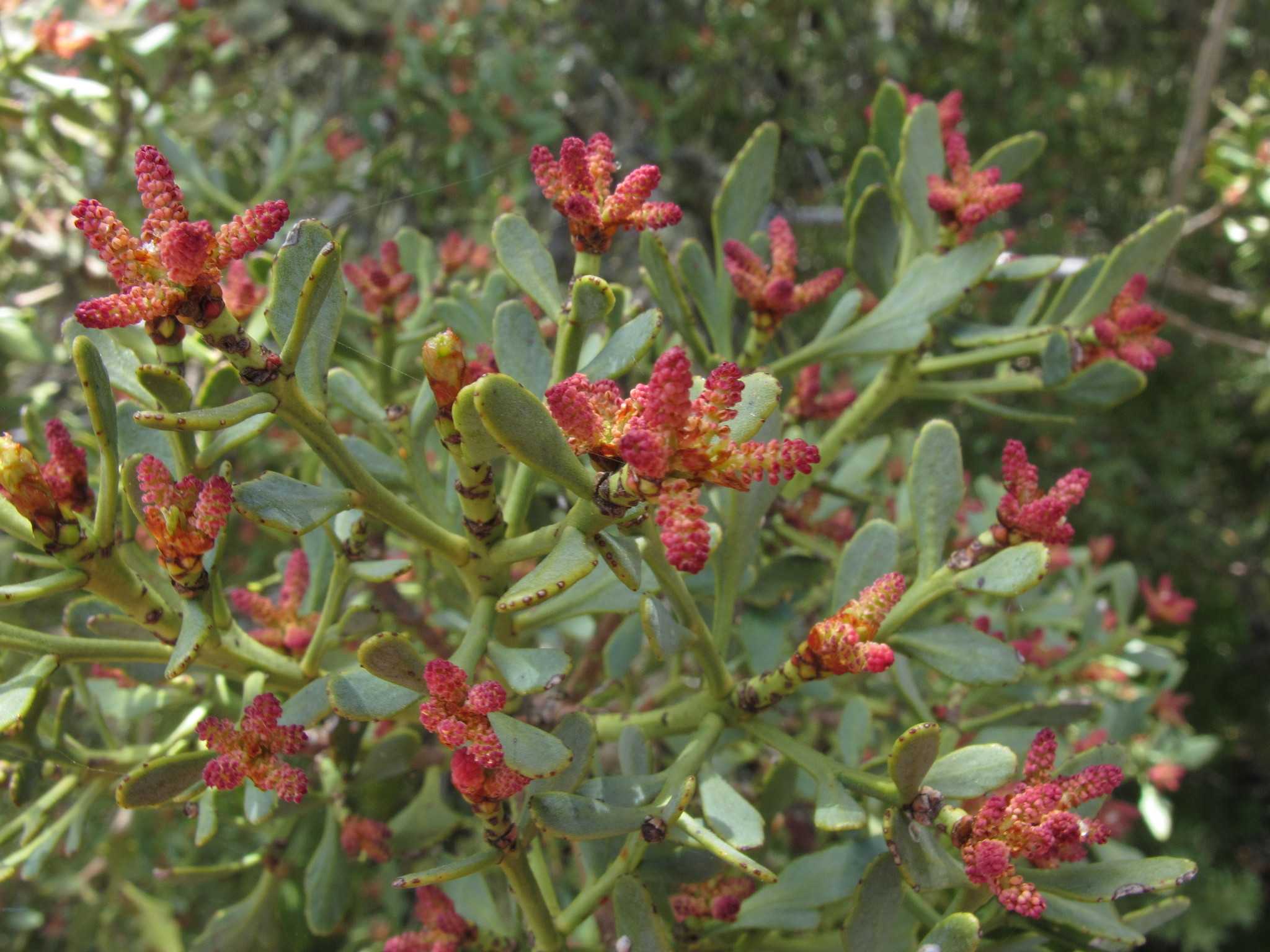 Филлокладус асплениелистный (лат. Phyllocladus aspleniifolius)