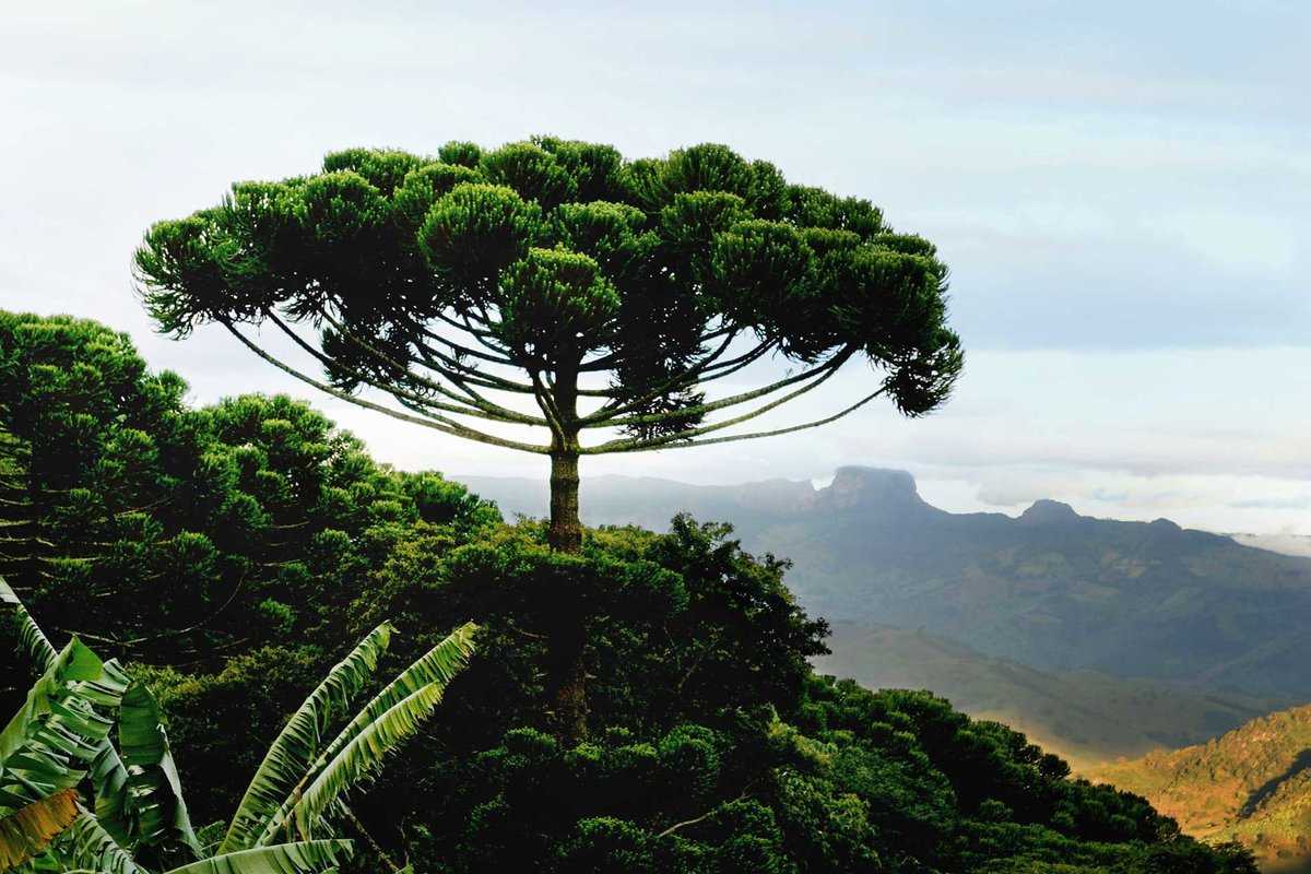 Араукария дерево в Южной Америке